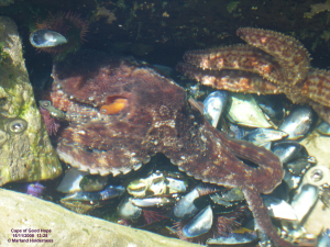 Octopus and others, Cape Point - 2008